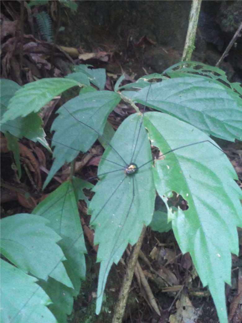 野生茶林里的青蜘蛛